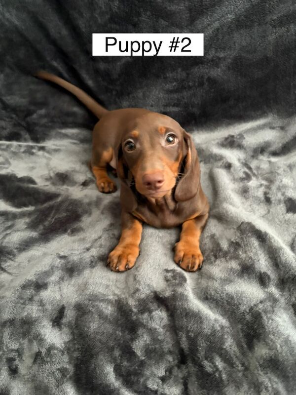 Dachshund puppies for sale in Bromsgrove, Worcestershire – 3 months old - Image 9 of 14