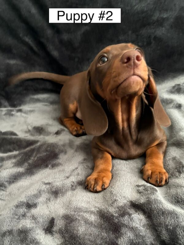 Dachshund puppies for sale in Bromsgrove, Worcestershire – 3 months old - Image 10 of 14