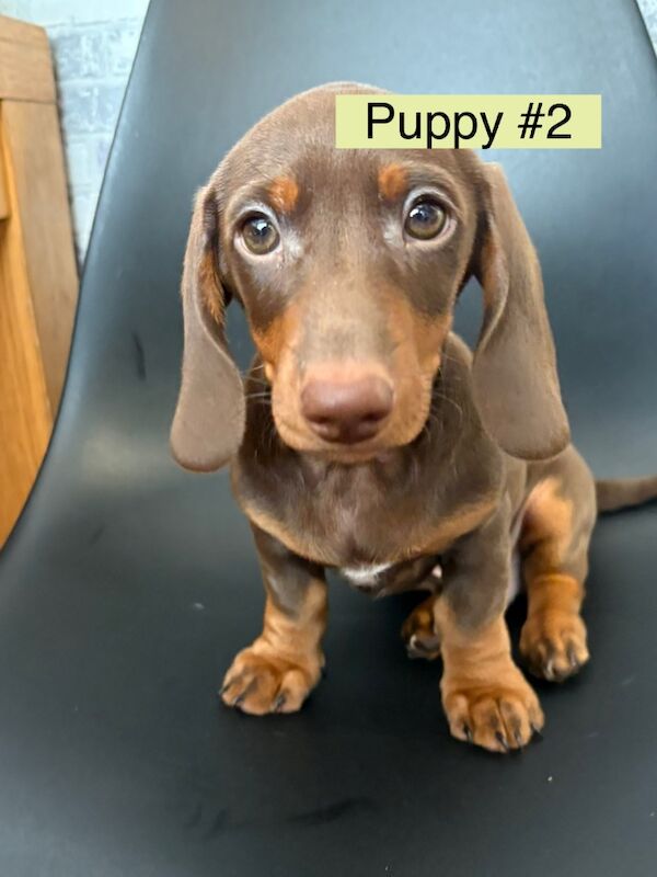Dachshund puppies for sale in Bromsgrove, Worcestershire – 3 months old - Image 12 of 14