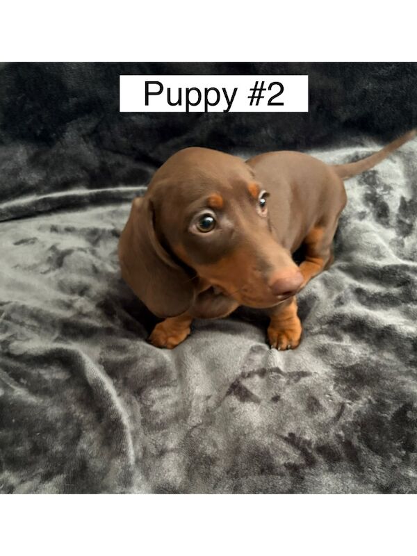 Dachshund puppies for sale in Bromsgrove, Worcestershire – 3 months old - Image 13 of 14