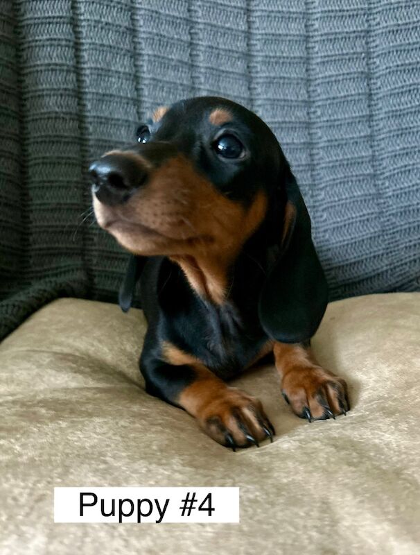 Dachshund puppies for sale in Bromsgrove, Worcestershire – 3 months old - Image 14 of 14
