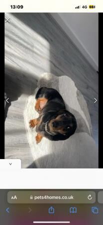 Miniature dachshund coco girl for sale in Pershore, Worcestershire