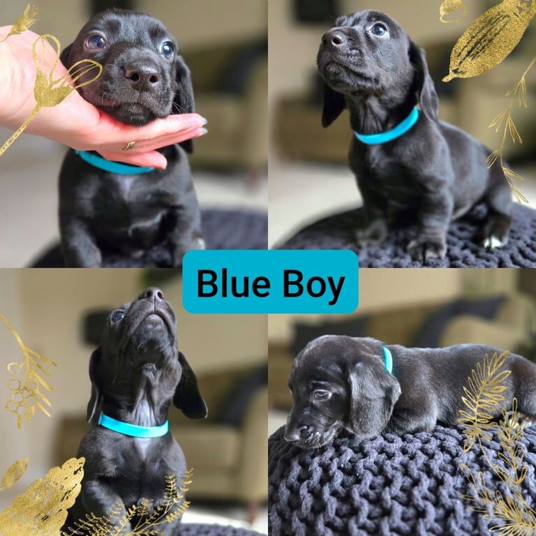 Miniature dachshund cross pups for sale in Thetford, Norfolk
