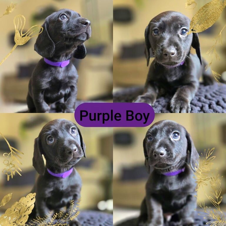 Miniature dachshund cross pups for sale in Thetford, Norfolk | Image 2
