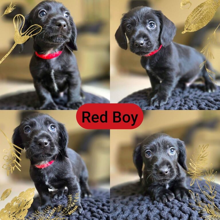 Miniature dachshund cross pups for sale in Thetford, Norfolk | Image 3