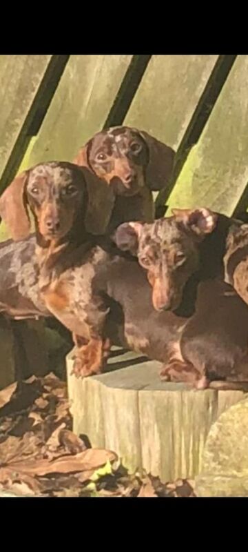 Miniature dachshund female for sale in Barrow-In-Furness, Cumbria