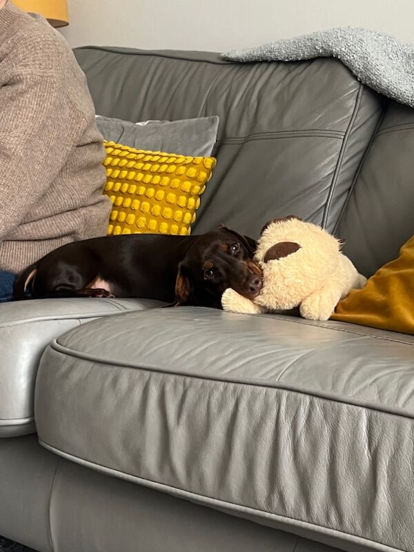 Dachshund puppies for sale in Gwent – 9 months old - Image 2 of 5