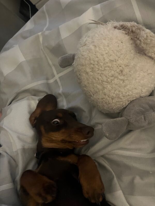 Dachshund puppies for sale in Gwent – 9 months old - Image 3 of 5