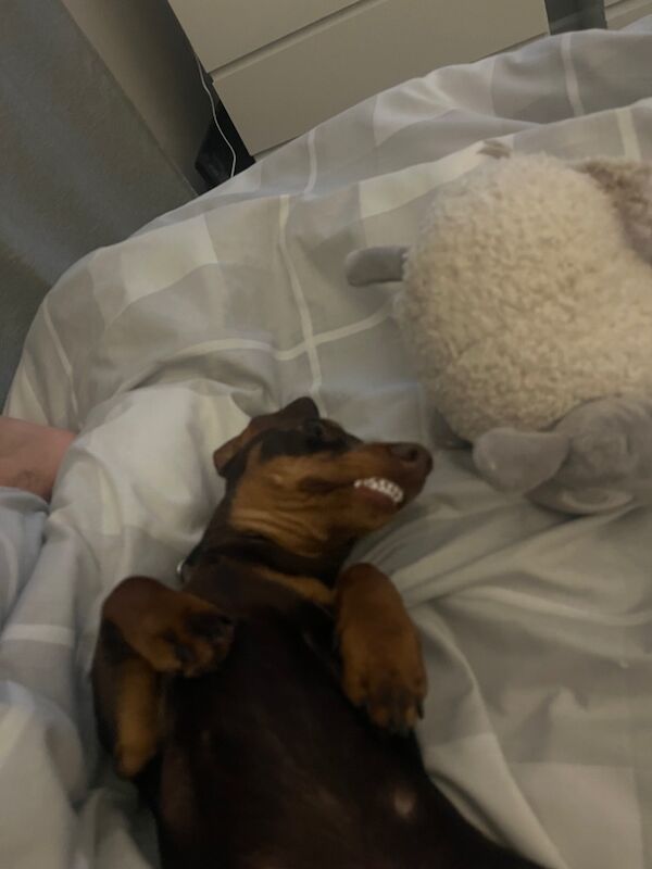 Dachshund puppies for sale in Gwent – 9 months old - Image 5 of 5