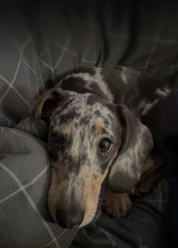 Dachshund puppies for sale in Yardley, West Midlands – 1 year old