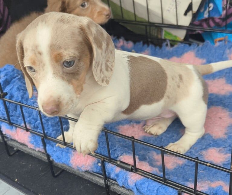 Dachshund puppies for sale in Bilston, West Midlands – 8 weeks old