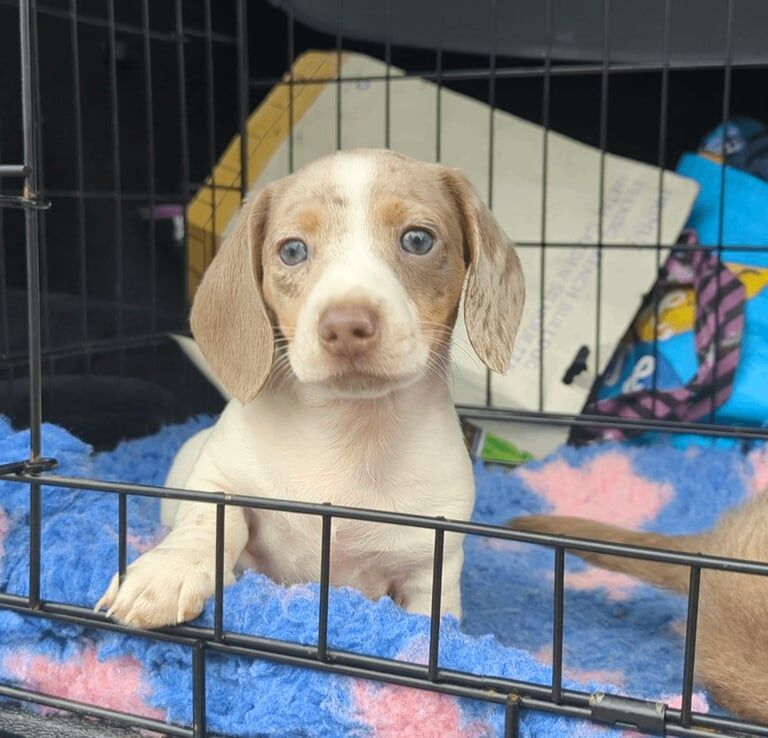 Dachshund puppies for sale in Bilston, West Midlands – 8 weeks old - Image 2 of 4