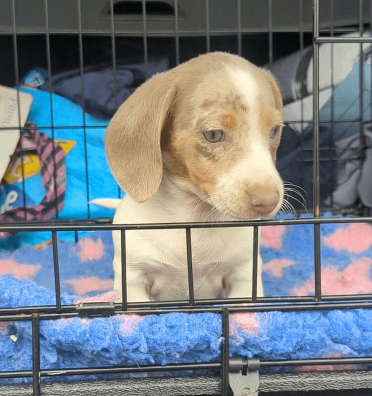 Dachshund puppies for sale in Bilston, West Midlands – 8 weeks old - Image 3 of 4