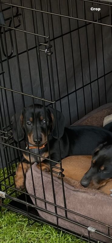 Dachshund puppies for sale in Aberdeen, City of Aberdeen – KC registered, 9 weeks old