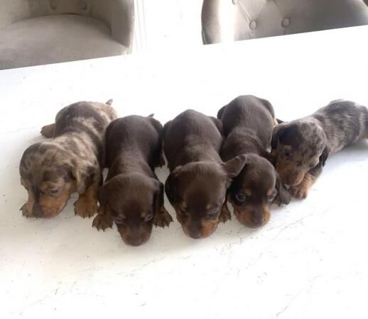 Miniature dachshund, long-haired and short haired for sale in Tipton, West Midlands
