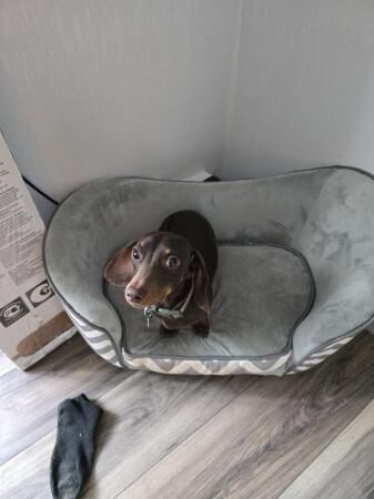 Miniature dachshund male for sale in Sheffield, South Yorkshire