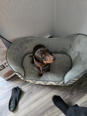 Miniature dachshund male for sale in Sheffield, South Yorkshire