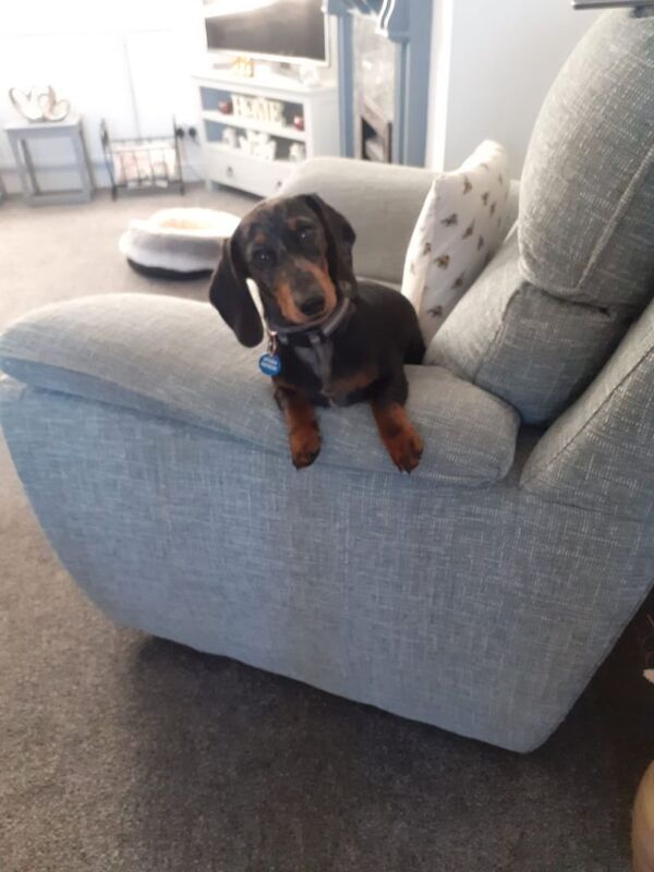 Miniature Dachshund Male Silver Dapple Puppy for sale in Gorseinon, West Glamorgan