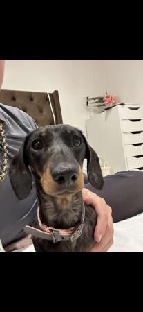 Miniature Dachshund Needing A New Home for sale in Bramley, Hampshire
