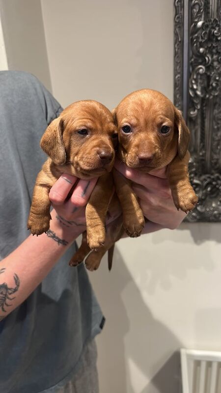 Miniature dachshund PRA CLEAR for sale in Havant, Hampshire