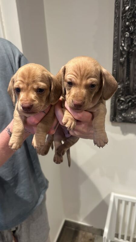 Miniature dachshund PRA CLEAR for sale in Havant, Hampshire | Image 2