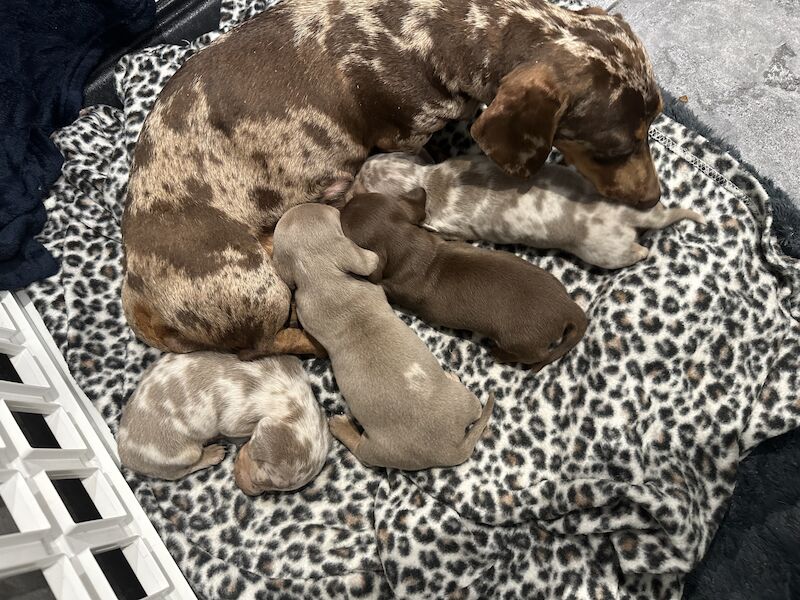 Miniature smooth haired dachshund PRA clear KC registered GIRLS for sale in Portsmouth, Hampshire
