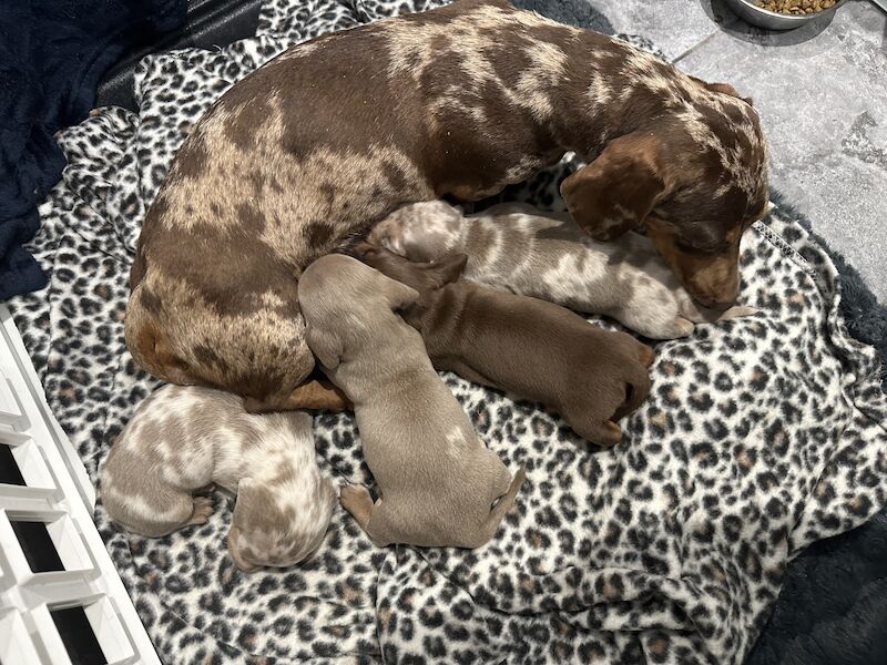 Miniature smooth haired dachshund PRA clear KC registered GIRLS for sale in Portsmouth, Hampshire | Image 2