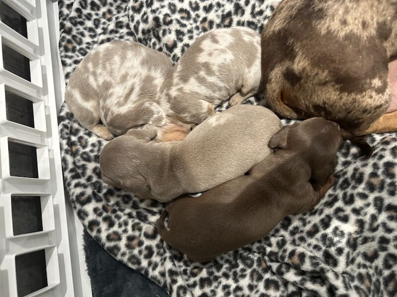 Dachshund puppies for sale in Portsmouth, Hampshire – KC registered, 1 year old - Image 3 of 5