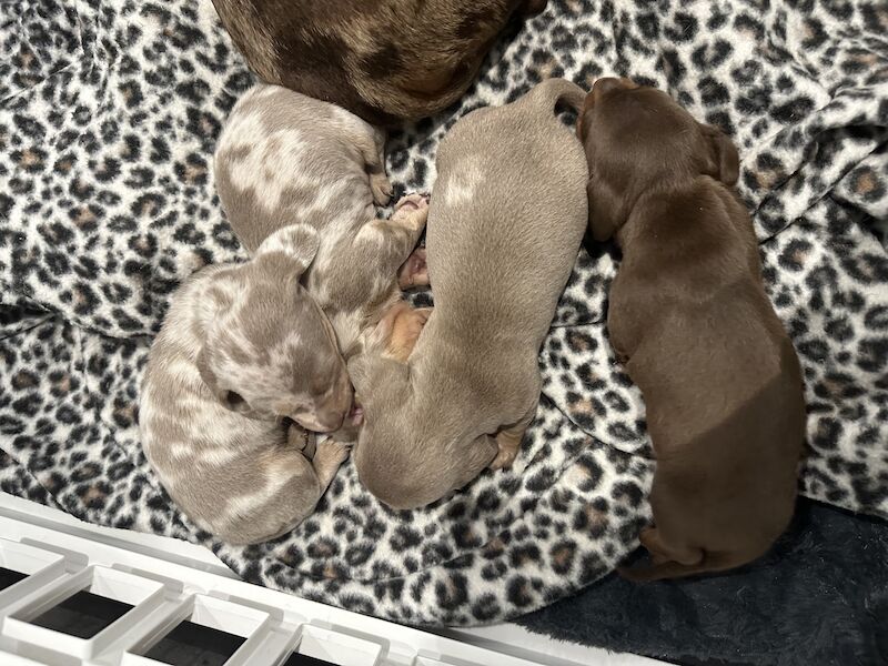 Dachshund puppies for sale in Portsmouth, Hampshire – KC registered, 1 year old - Image 4 of 5
