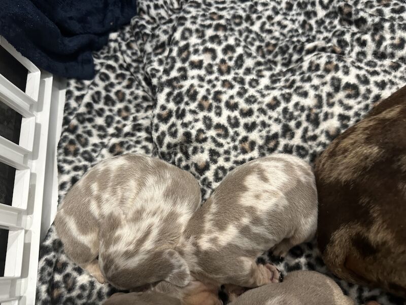 Dachshund puppies for sale in Portsmouth, Hampshire – KC registered, 1 year old - Image 5 of 5