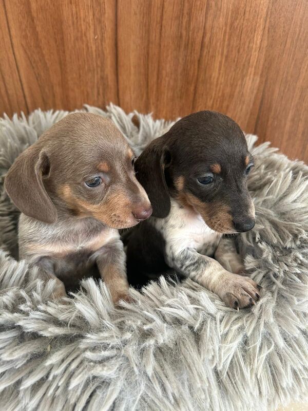 Miniature dachshund Puppie for sale in Doncaster, South Yorkshire