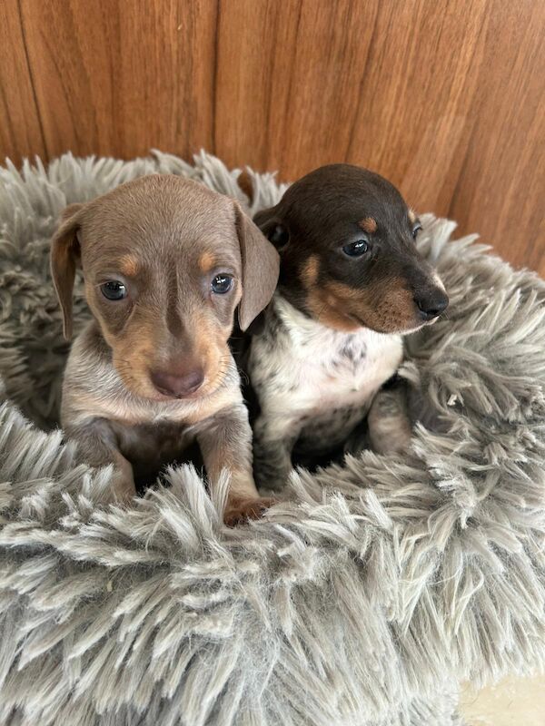 Dachshund puppies for sale in Doncaster, South Yorkshire – 1 year old - Image 2 of 8
