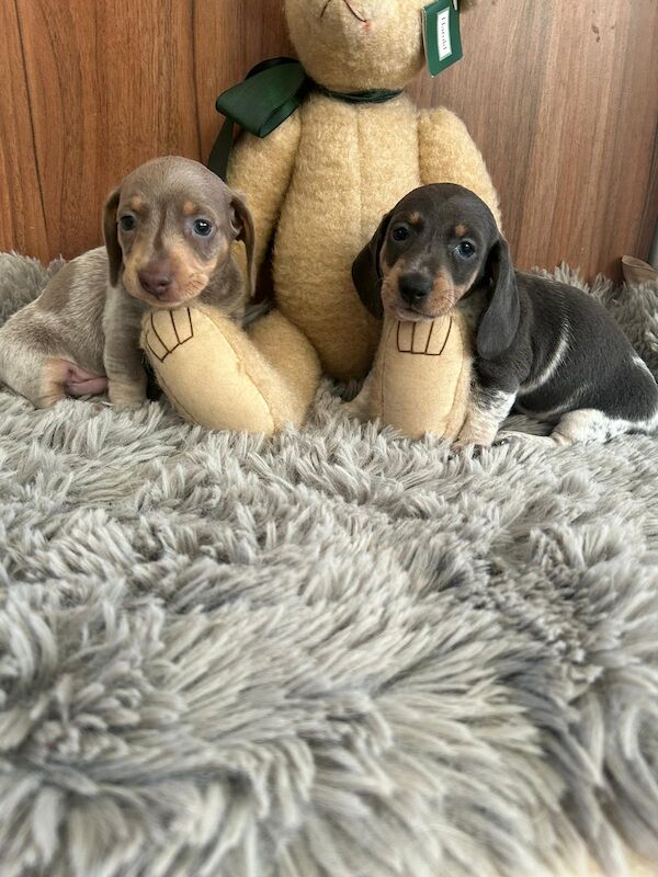 Dachshund puppies for sale in Doncaster, South Yorkshire – 1 year old - Image 3 of 8