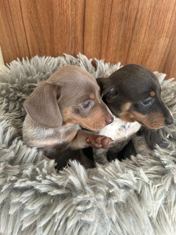 Dachshund puppies for sale in Doncaster, South Yorkshire – 1 year old - Image 4 of 8