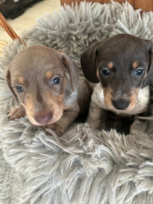 Dachshund puppies for sale in Doncaster, South Yorkshire – 1 year old - Image 5 of 8