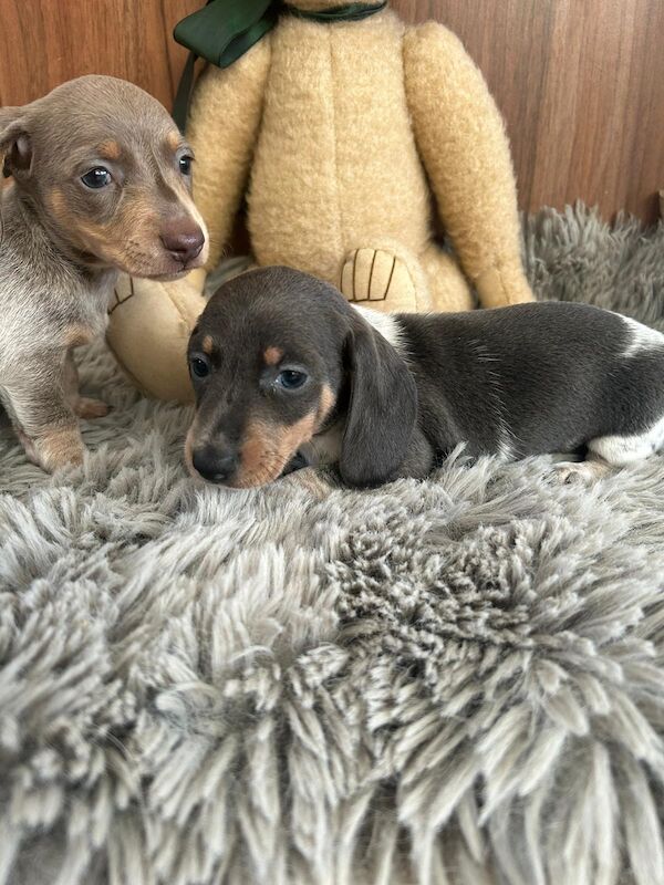 Dachshund puppies for sale in Doncaster, South Yorkshire – 1 year old - Image 6 of 8