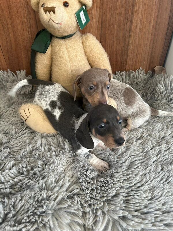 Dachshund puppies for sale in Doncaster, South Yorkshire – 1 year old - Image 7 of 8