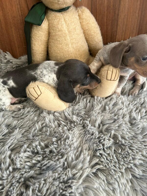 Dachshund puppies for sale in Doncaster, South Yorkshire – 1 year old - Image 8 of 8