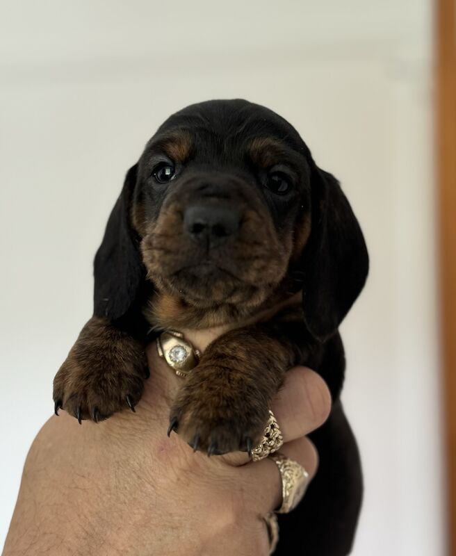 Dachshund puppies for sale in Kingsbridge, Devon – KC registered, 1 year old