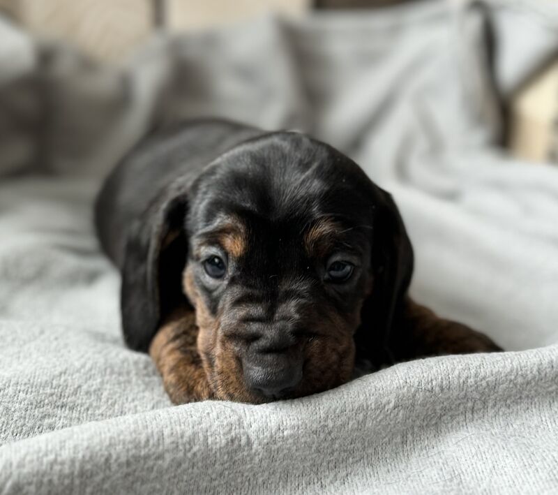 Dachshund puppies for sale in Kingsbridge, Devon – KC registered, 1 year old - Image 2 of 11
