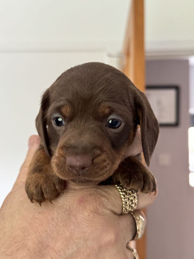 Miniature Dachshund Puppies for sale in Kingsbridge, Devon | Image 3