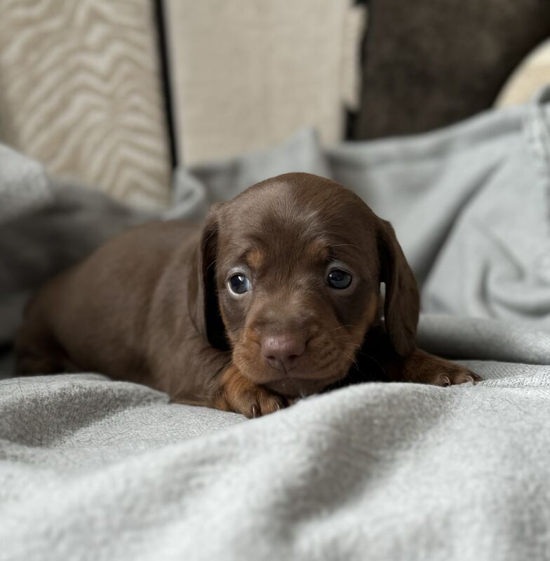 Dachshund puppies for sale in Kingsbridge, Devon – KC registered, 1 year old - Image 4 of 11