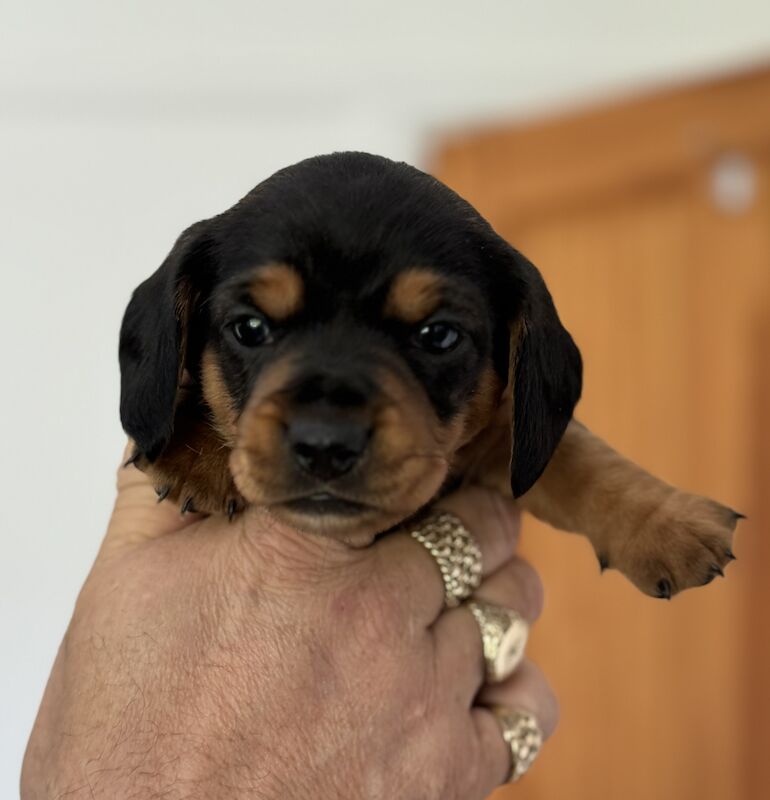 Dachshund puppies for sale in Kingsbridge, Devon – KC registered, 1 year old - Image 5 of 11
