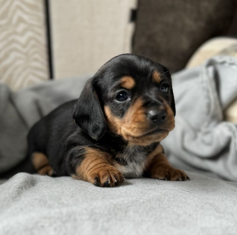 Dachshund puppies for sale in Kingsbridge, Devon – KC registered, 1 year old - Image 6 of 11