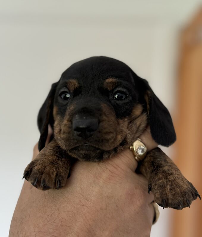 Dachshund puppies for sale in Kingsbridge, Devon – KC registered, 1 year old - Image 7 of 11