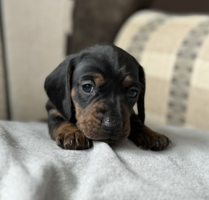 Dachshund puppies for sale in Kingsbridge, Devon – KC registered, 1 year old - Image 8 of 11