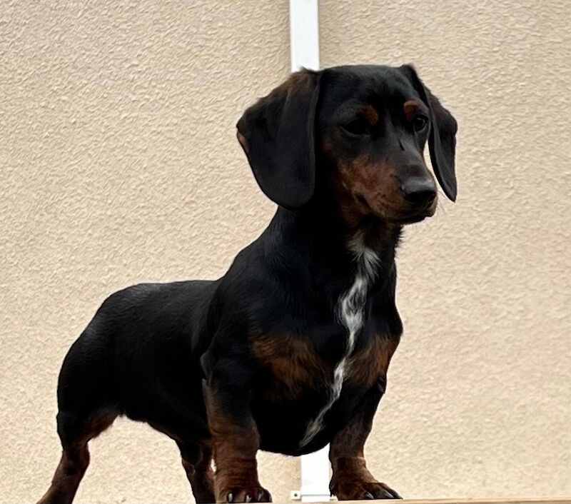 Dachshund puppies for sale in Kingsbridge, Devon – KC registered, 1 year old - Image 9 of 11