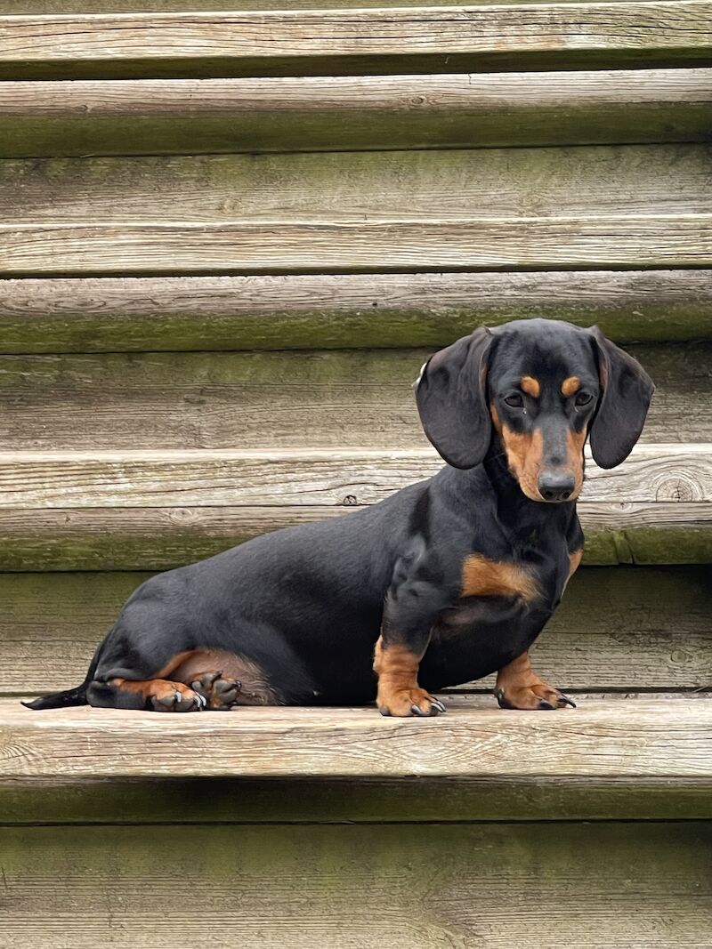 Dachshund puppies for sale in Kingsbridge, Devon – KC registered, 1 year old - Image 10 of 11