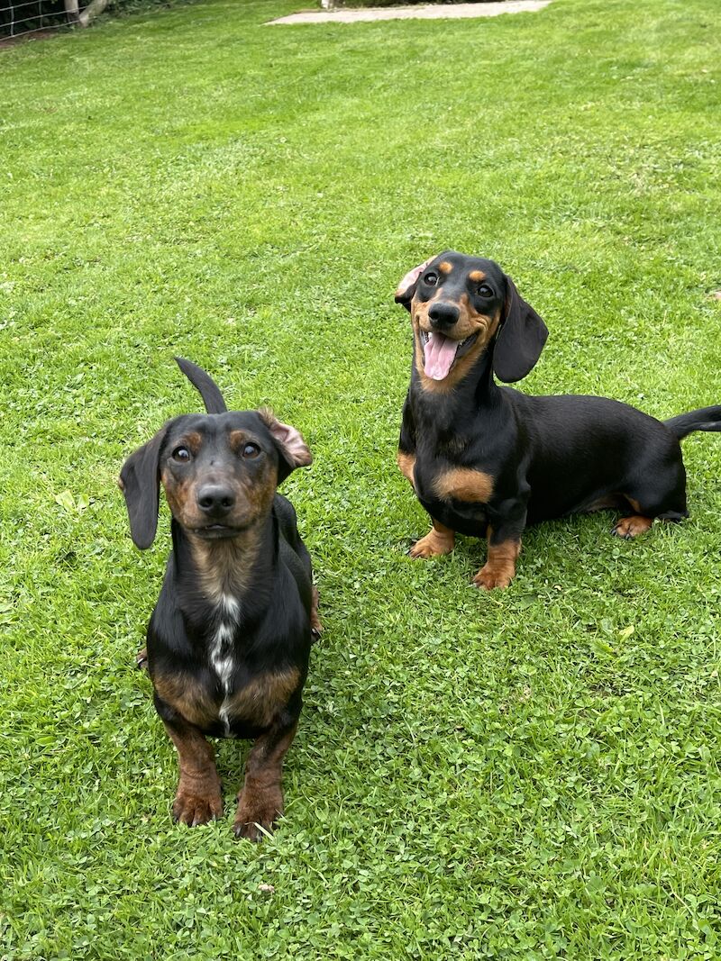 Dachshund puppies for sale in Kingsbridge, Devon – KC registered, 1 year old - Image 11 of 11