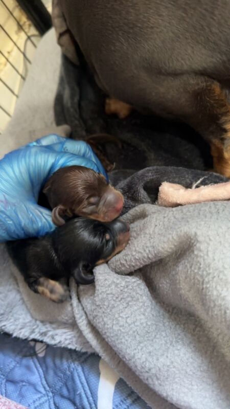 Dachshund puppies for sale in Bristol, Bristol – 4 days old